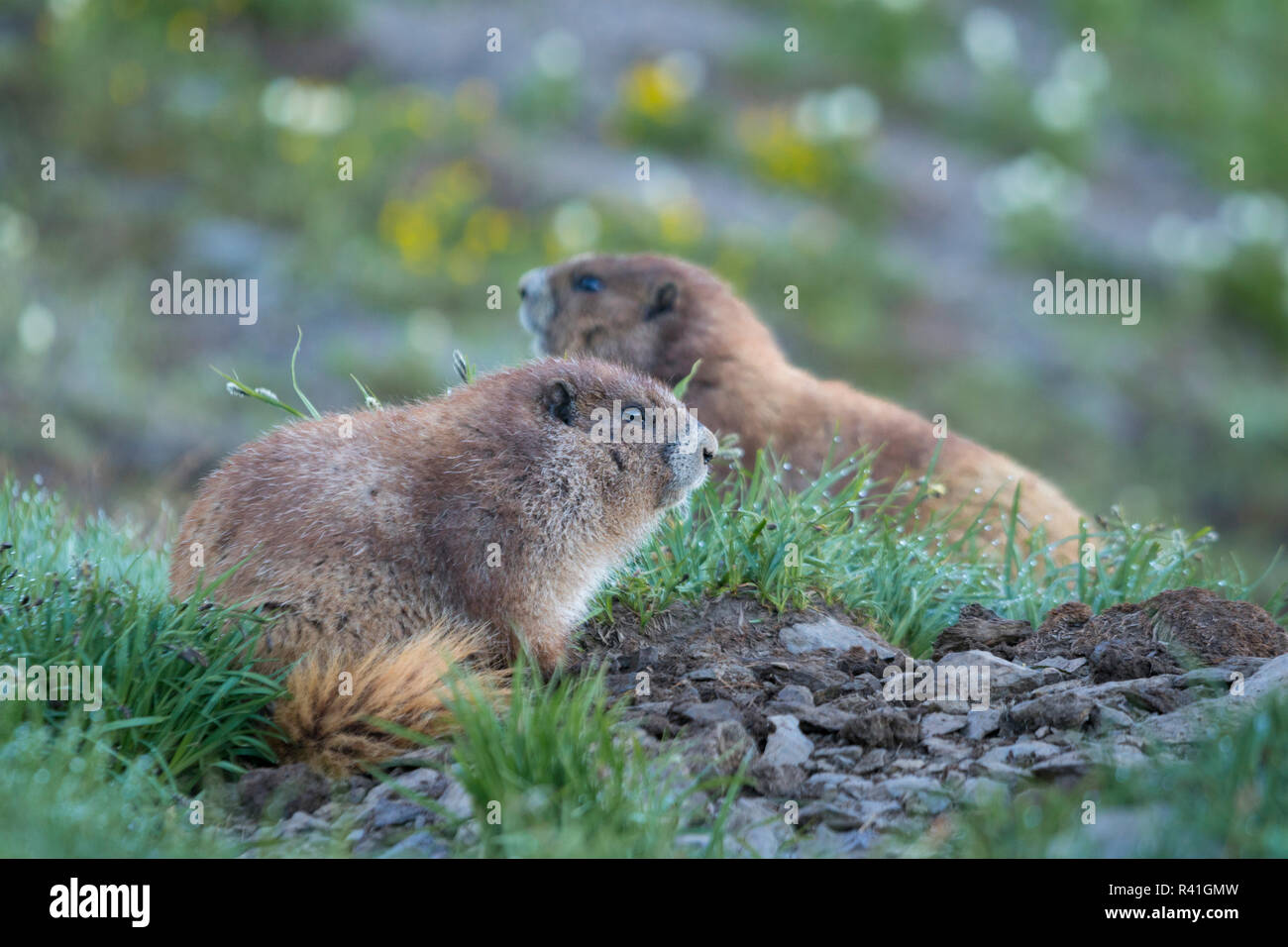 Stati Uniti d'America, nello Stato di Washington. Endemico Olympic marmotta (Marmota olympus) novellame romp vicino Hurricane Ridge, il Parco Nazionale di Olympic. Foto Stock