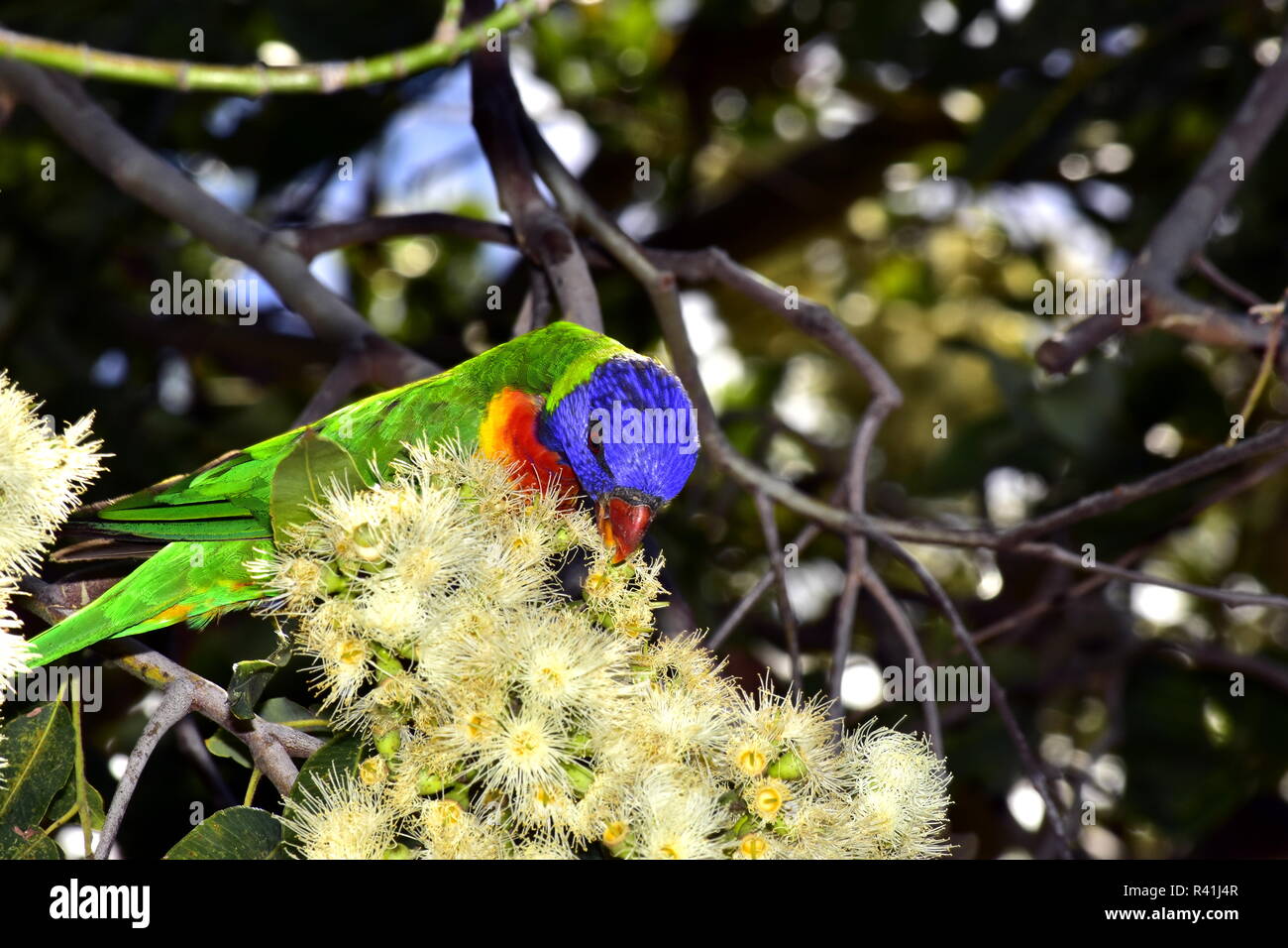 Lorichetto Foto Stock