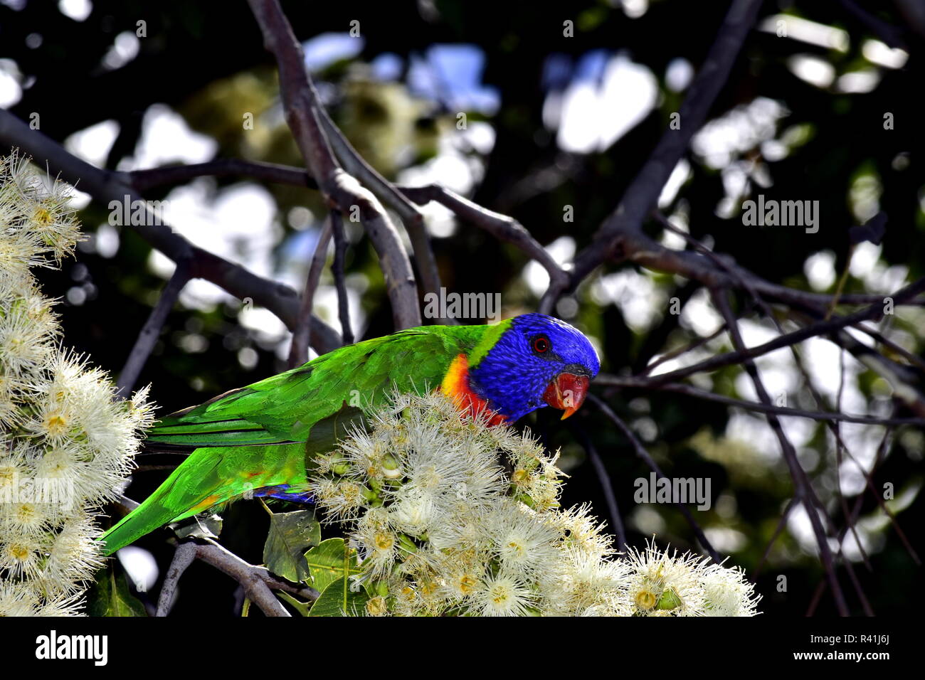 Lorichetto Foto Stock