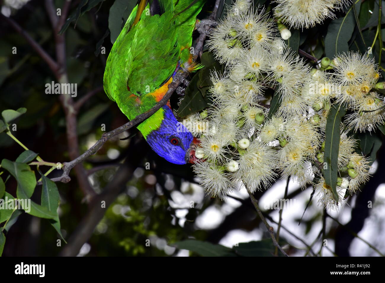 Lorichetto Foto Stock
