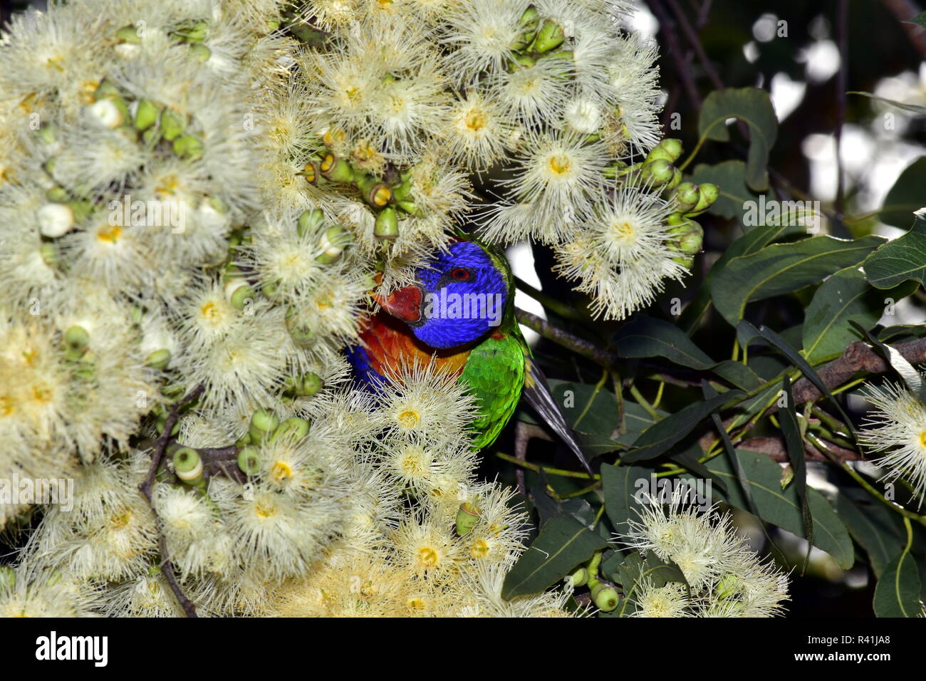 Lorichetto Foto Stock