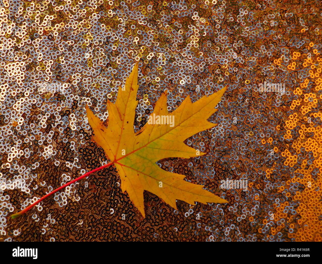 Foglie di acero - autunno Foto Stock