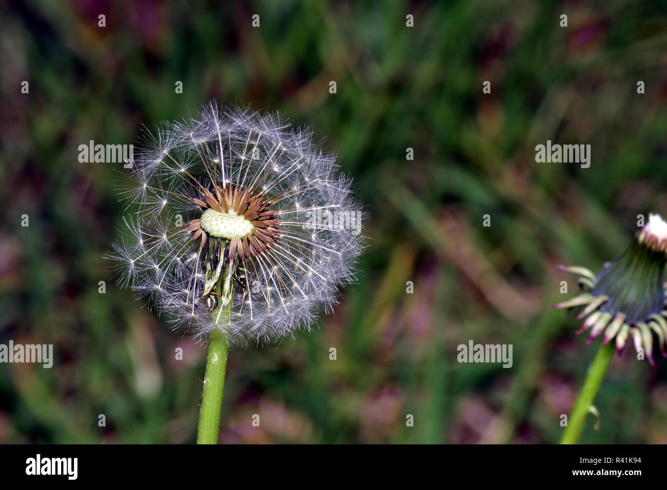 dente di Leone Foto Stock