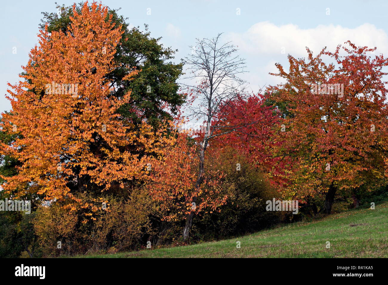 Alberi di autunno Foto Stock