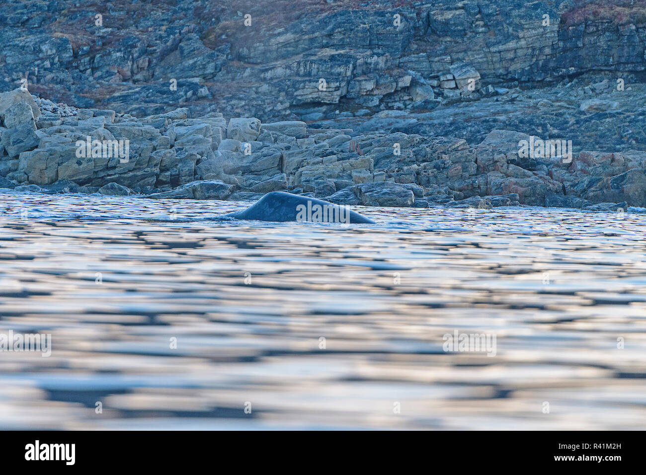 Bowhead Whale affiorante vicino alla riva in Isbella Bay in Nunavut, Canada Foto Stock