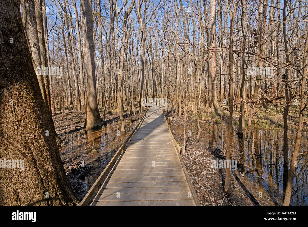 Il Boardwalk attraverso una zona umida foresta in Congaree Parco Nazionale in Carolina del Sud Foto Stock