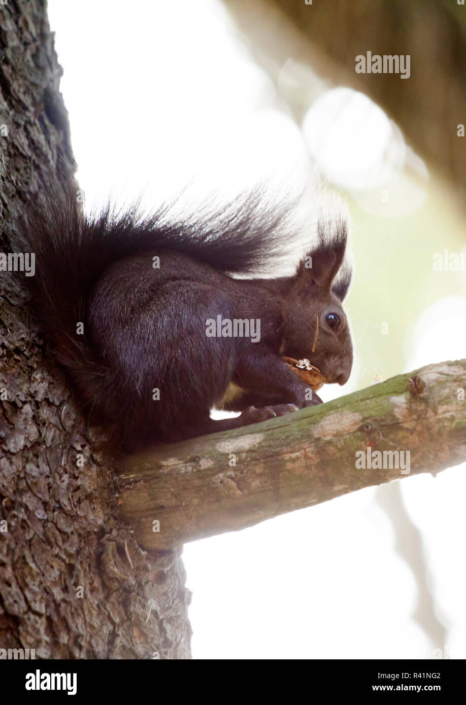Sottobicchiere in lino - Scoiattolo Chipmunk nella foresta Wild Animal