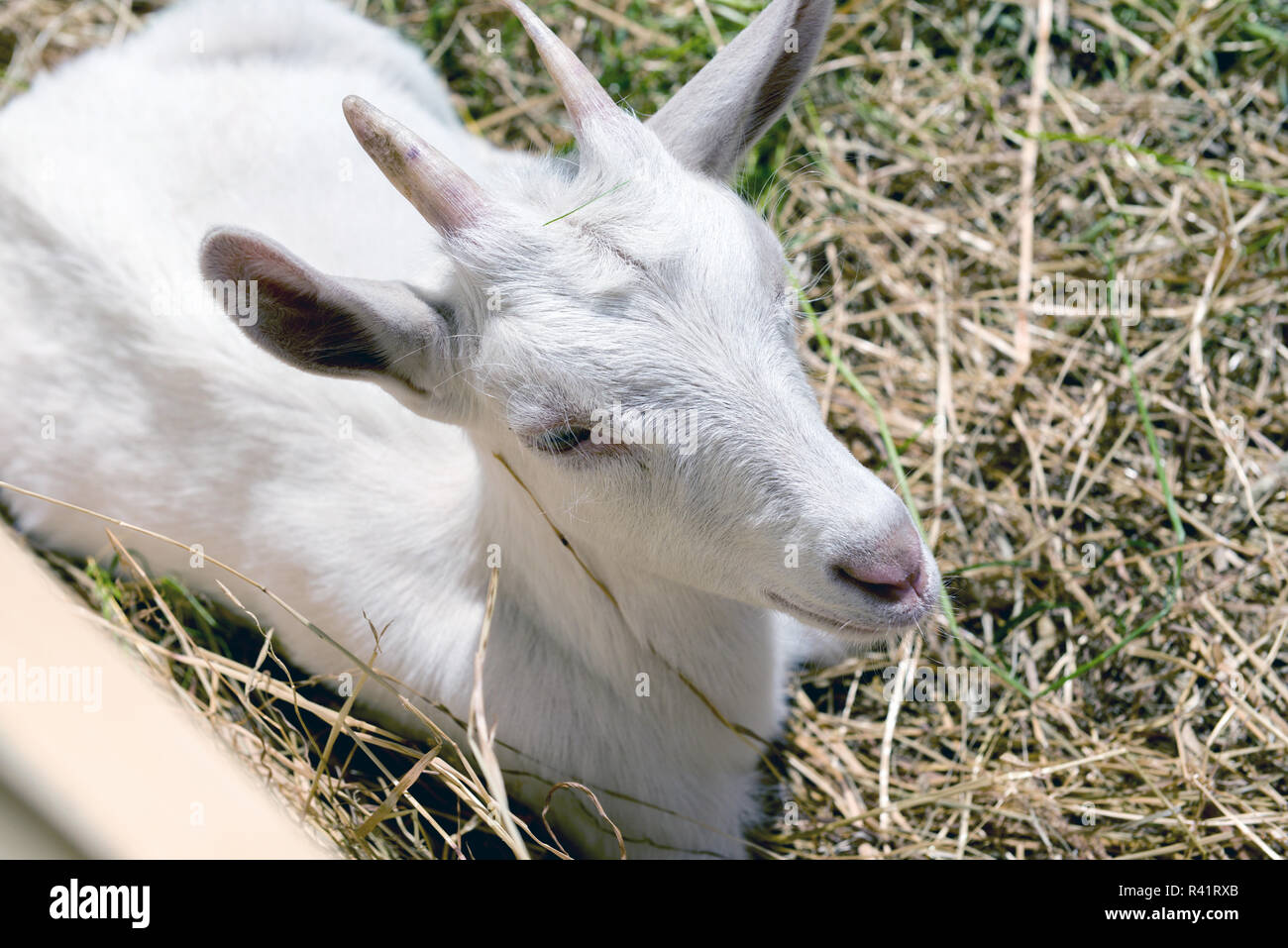 Il giovane capra mangia fieno Foto Stock