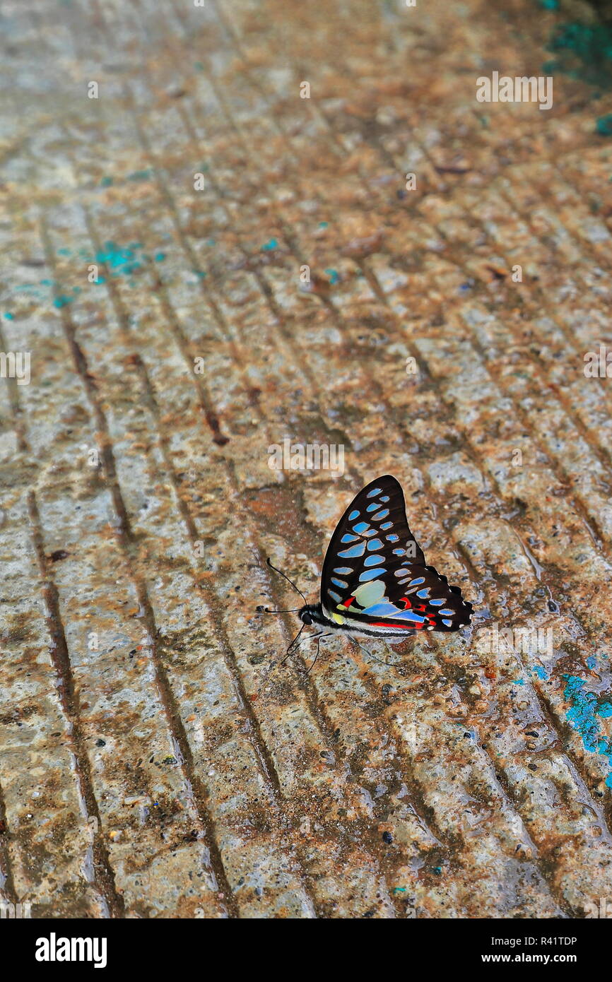 Graphium doson-common jay butterfly. Sabang-Puerto Princesa Fiume Sotterraneo Nnal.Park-Palawan-Filippine-0791 Foto Stock