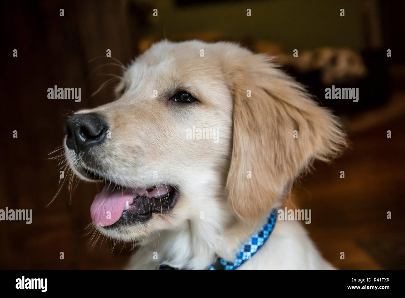 Close-up verticale di un mese quattro vecchi Golden Retriever cucciolo. (PR) Foto Stock
