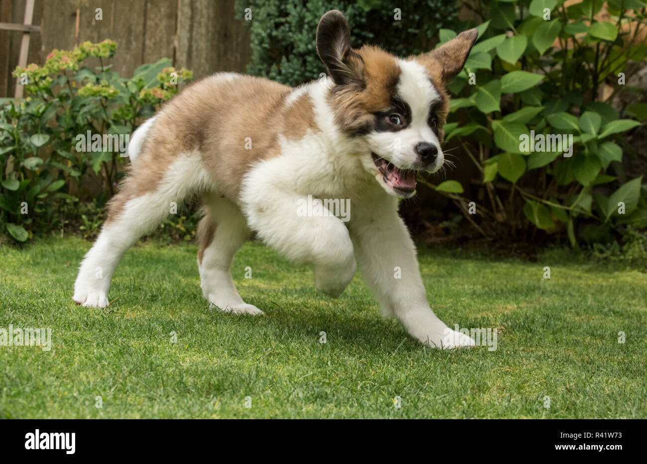 Renton, nello Stato di Washington, USA. Tre mesi di Old San Bernardo cucciolo cercando wild-eyed come egli mantiene il titolo nel suo cortile. (PR) Foto Stock