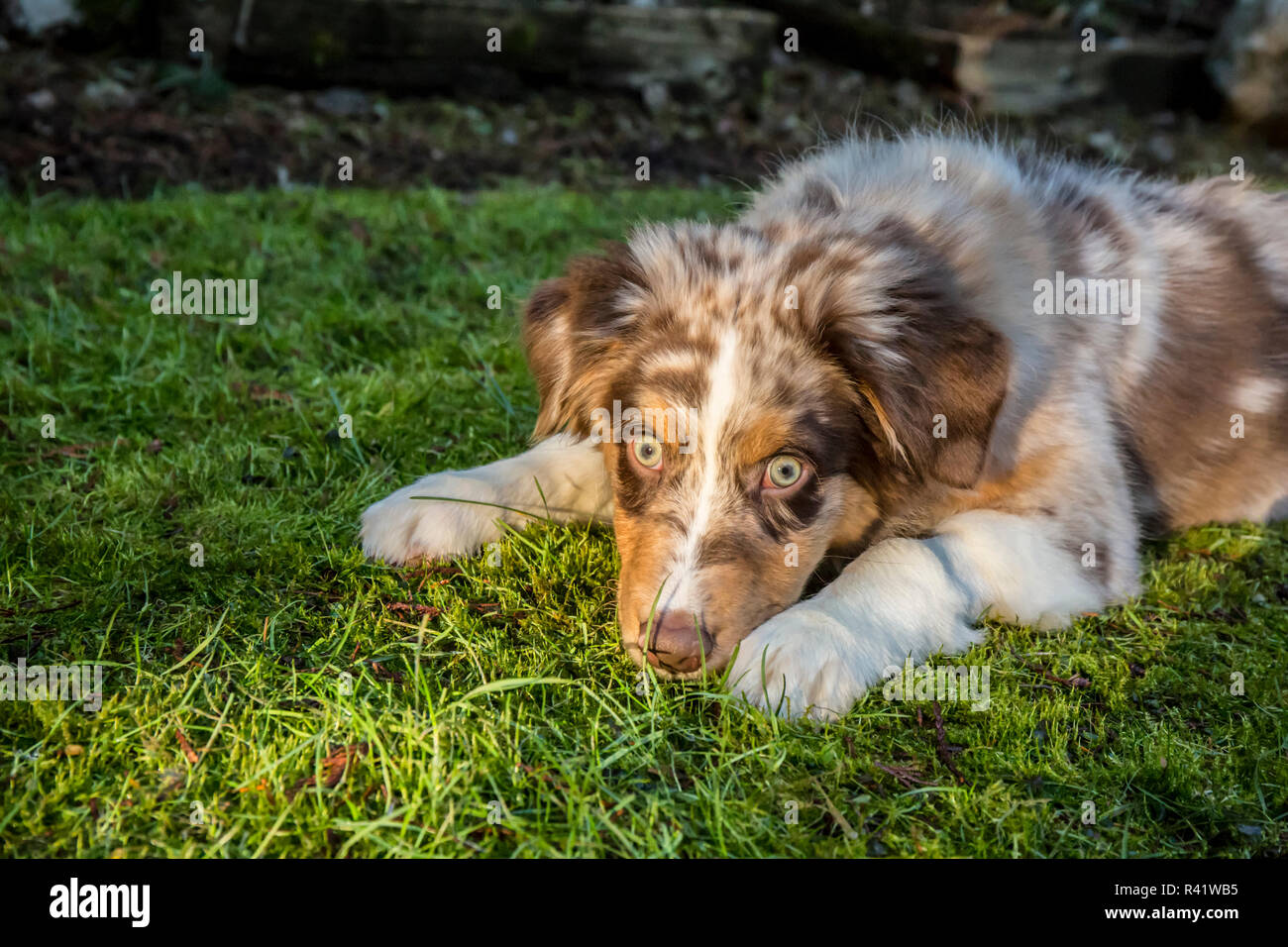 Issaquah, nello Stato di Washington, USA. Di quattro mesi Red Merle Australian Shepherd puppy giacente nel prato erboso. (PR) Foto Stock