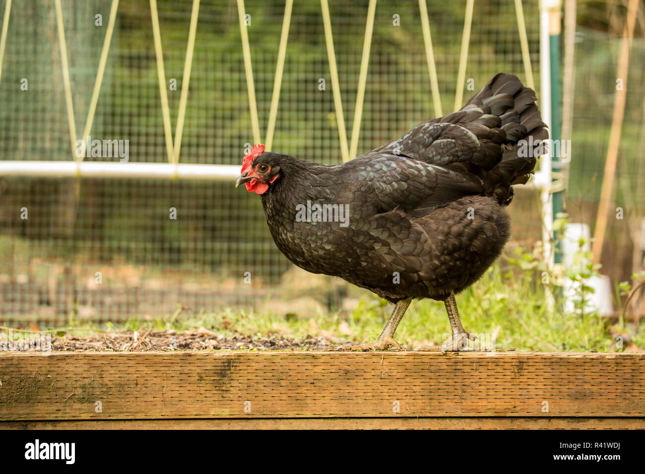 Issaquah, nello Stato di Washington, USA. Free-ranging black australorp a piedi di pollo con un palo di fagiolo nel trellis il giardino dormienti stagione. (PR) Foto Stock