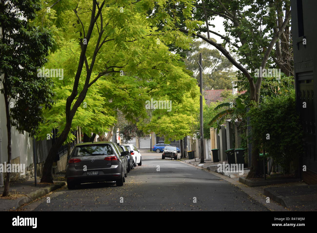 Alberi in città Foto Stock