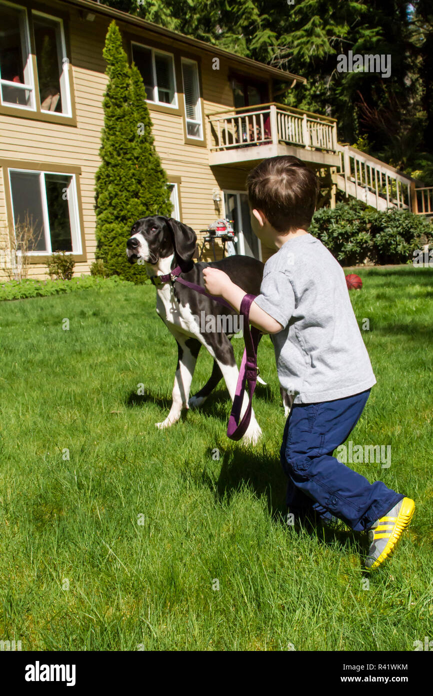Issaquah, nello Stato di Washington, USA. Tre anni di vecchio ragazzo avente un Tug-of-War come egli tenta di prendere il suo sei mesi Alano cucciolo per una passeggiata. (MR,PR) Foto Stock
