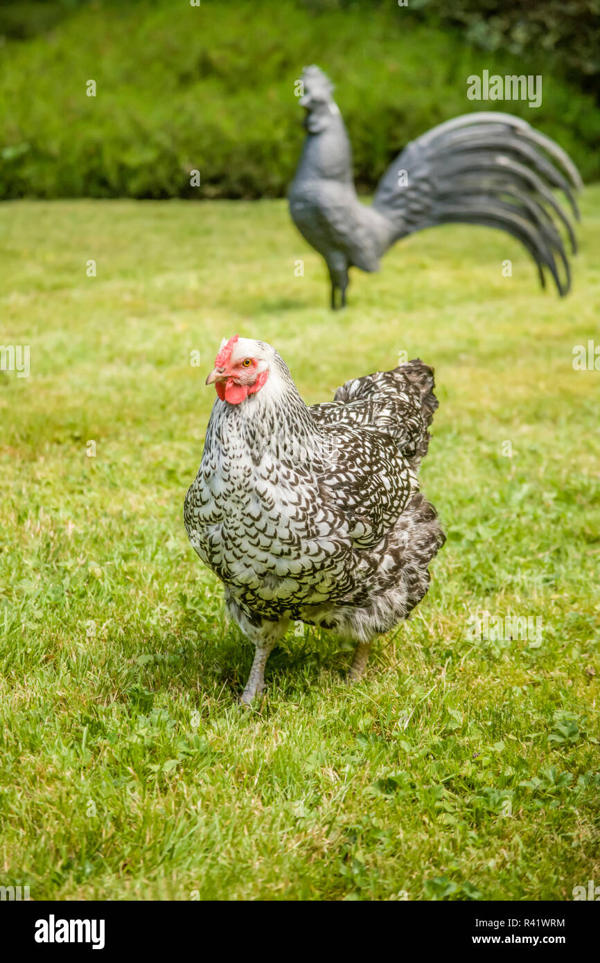 Issaquah, nello Stato di Washington, USA. Free-range argento-legare Wyandotte pollo camminare su un prato. (PR) Foto Stock