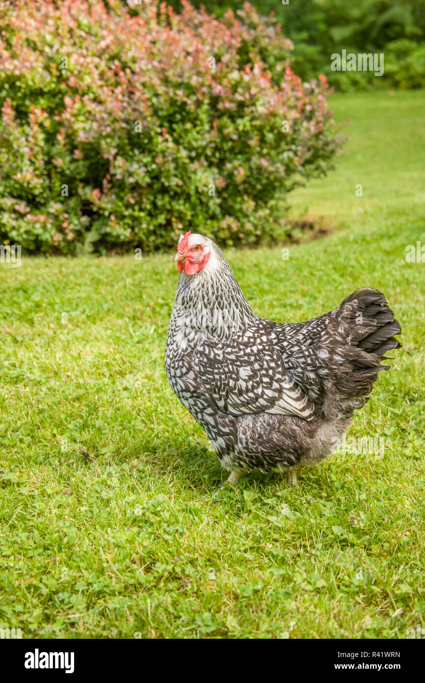 Issaquah, nello Stato di Washington, USA. Free-range argento-legare Wyandotte pollo camminare su un prato. (PR) Foto Stock