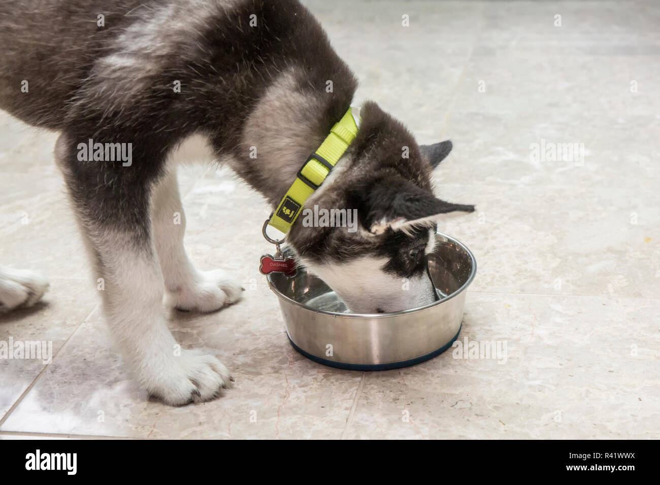 Tre mesi di età Alaskan Malamute cucciolo di bere un po' d'acqua dalla sua ciotola. (PR) Foto Stock