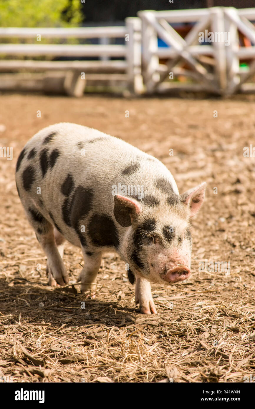 Issaquah, nello Stato di Washington, USA. Il Kunekune è una piccola razza di maiale domestico con un docile, natura amichevole e sono ora spesso tenuti come animali domestici. Foto Stock