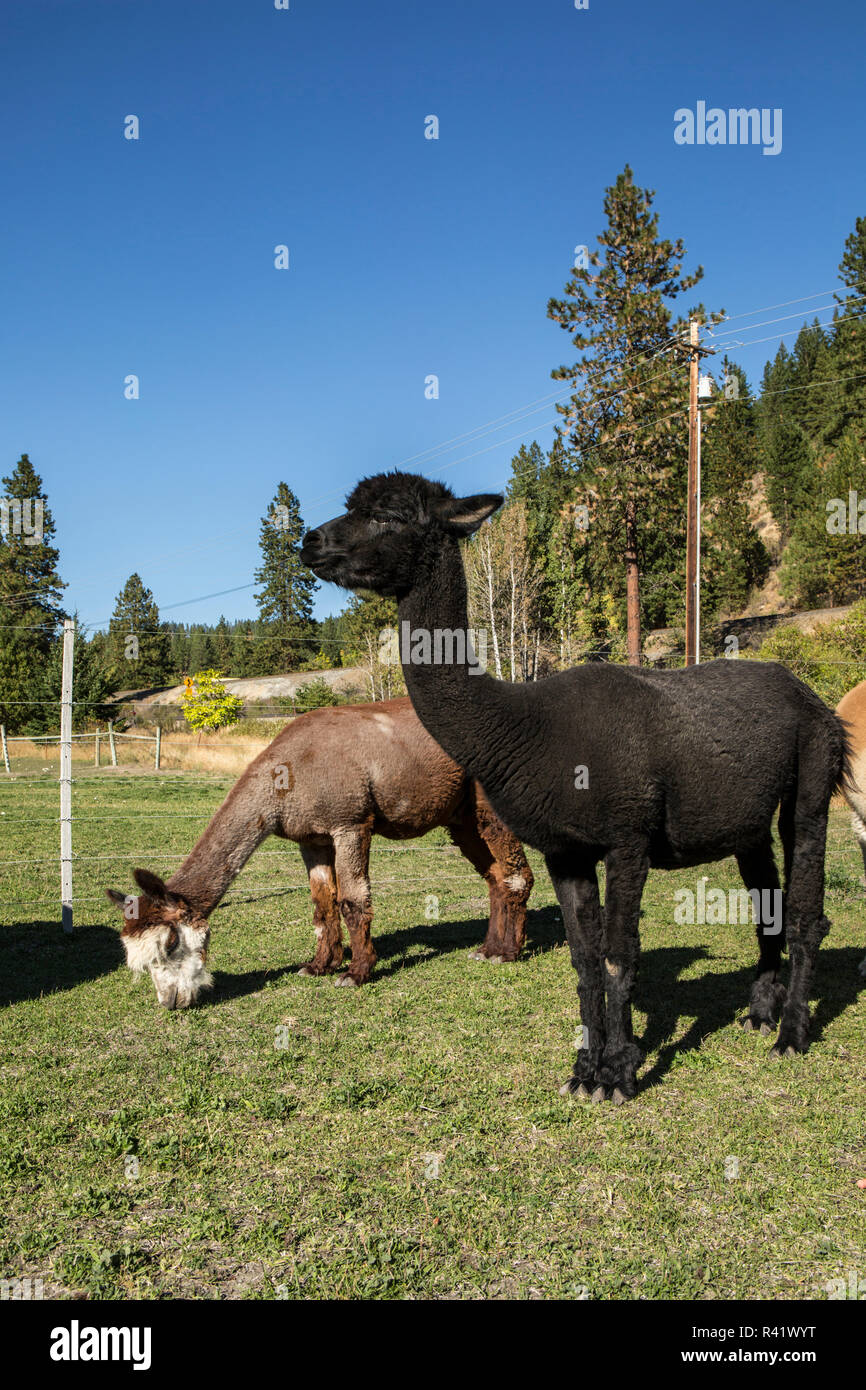 Leavenworth, nello Stato di Washington, USA. Alpaca alimentare al pascolo a matita viola Ranch. (PR) Foto Stock