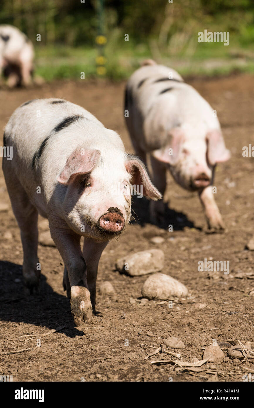 Garofano, nello Stato di Washington, USA. Gloucestershire Old Spots i suini in esecuzione. (PR) Foto Stock