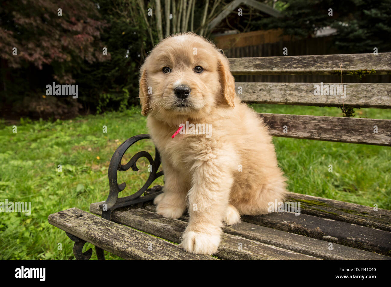 Issaquah, nello Stato di Washington, USA. Carino sette settimana Goldendoodle cucciolo seduto su una rustica panca in legno. (PR) Foto Stock