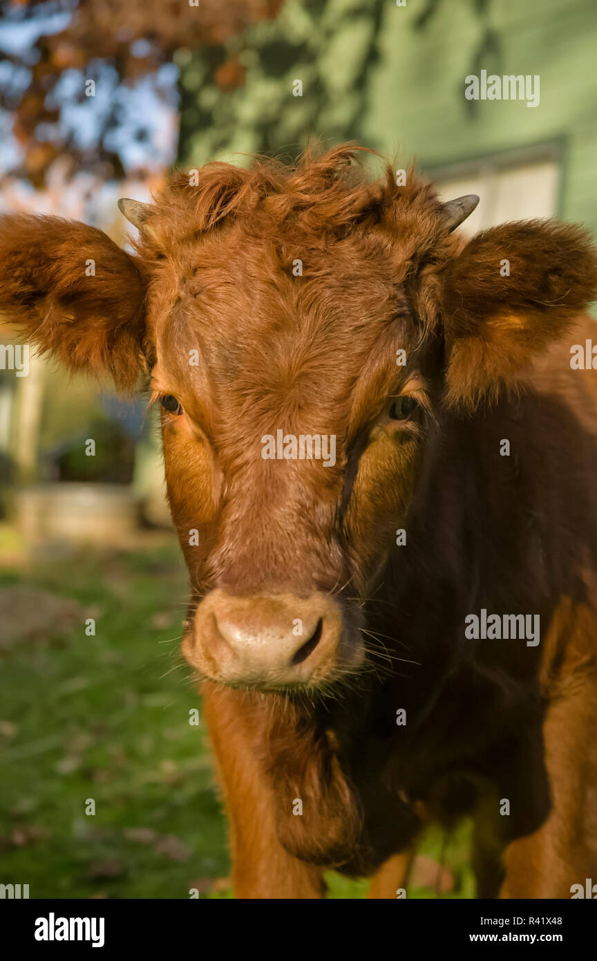 Snoqualmie, nello Stato di Washington, USA. Baby Red cow. (PR) Foto Stock