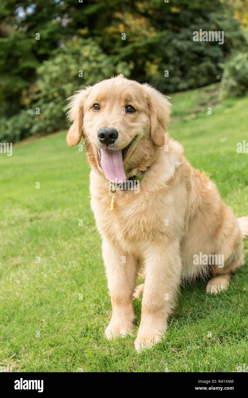 Issaquah, nello Stato di Washington, USA. Di quattro mesi il Golden Retriever cucciolo in posa sul suo prato. (PR) Foto Stock