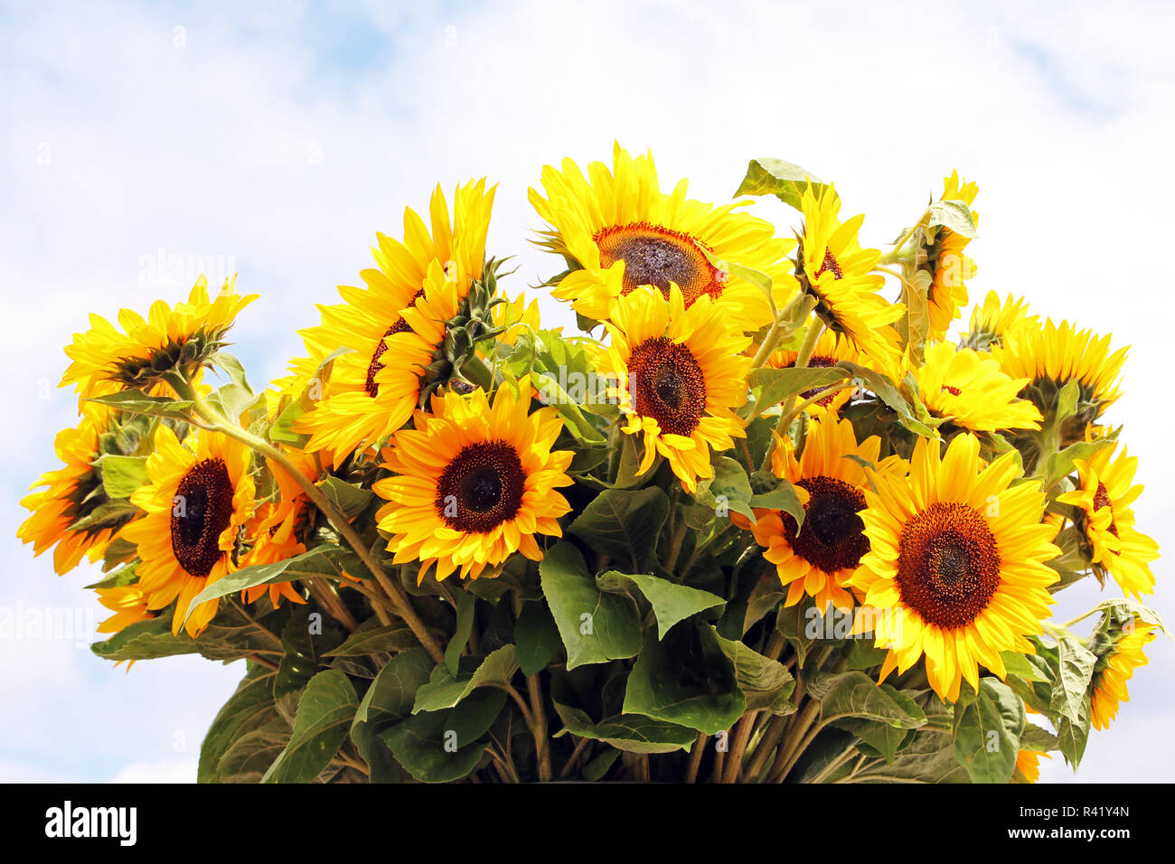 Grande mazzo con belle distese di girasoli Foto Stock