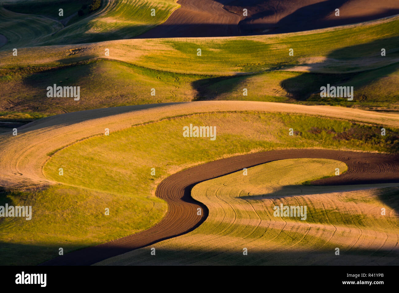 Stati Uniti d'America, nello Stato di Washington, Regione Palouse, le coltivazioni di grano e piselli avvicina il raccolto Foto Stock