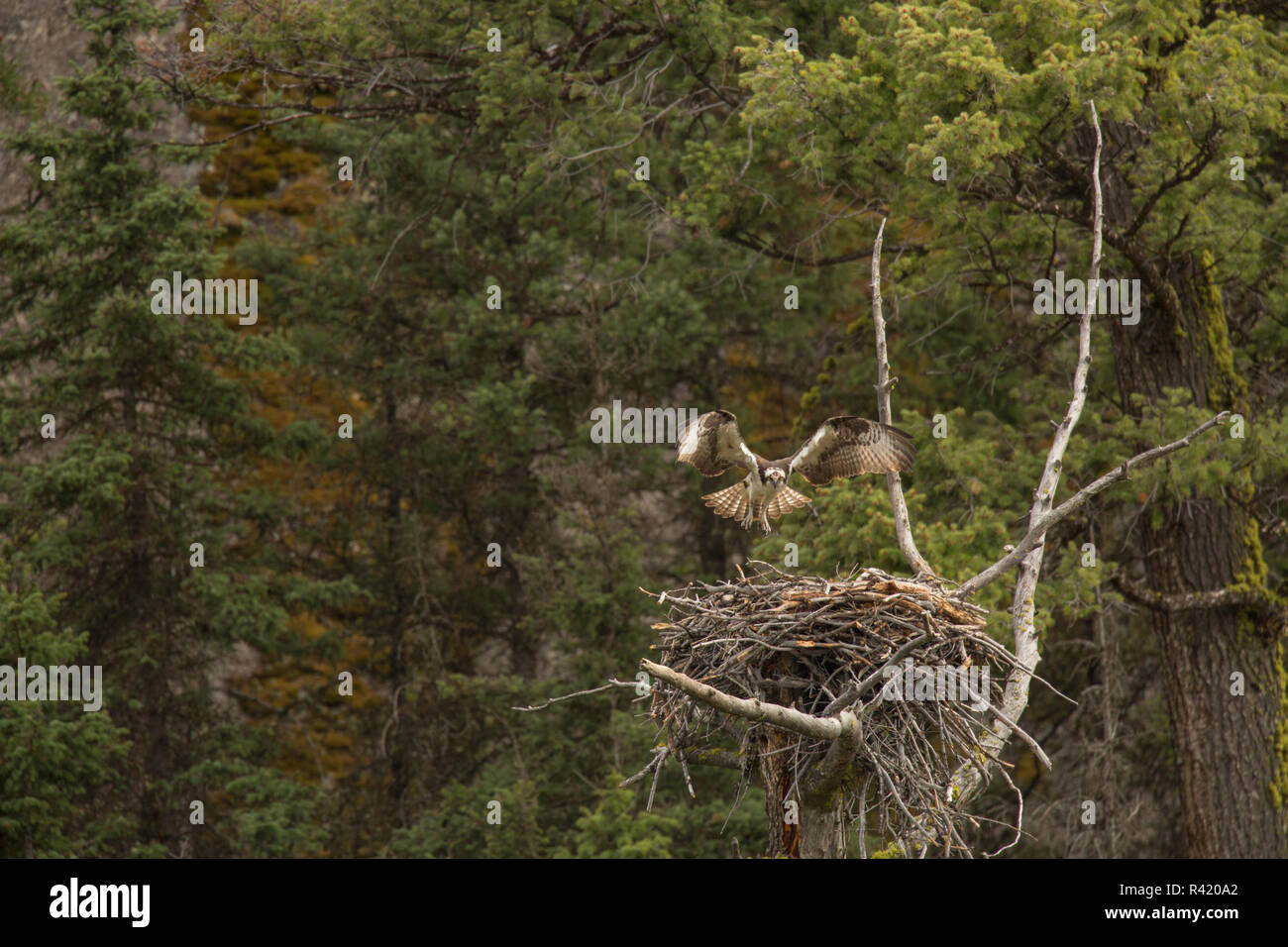 Stati Uniti d'America, Wyoming Yellowstone National Park. Osprey atterraggio sul nido. Foto Stock