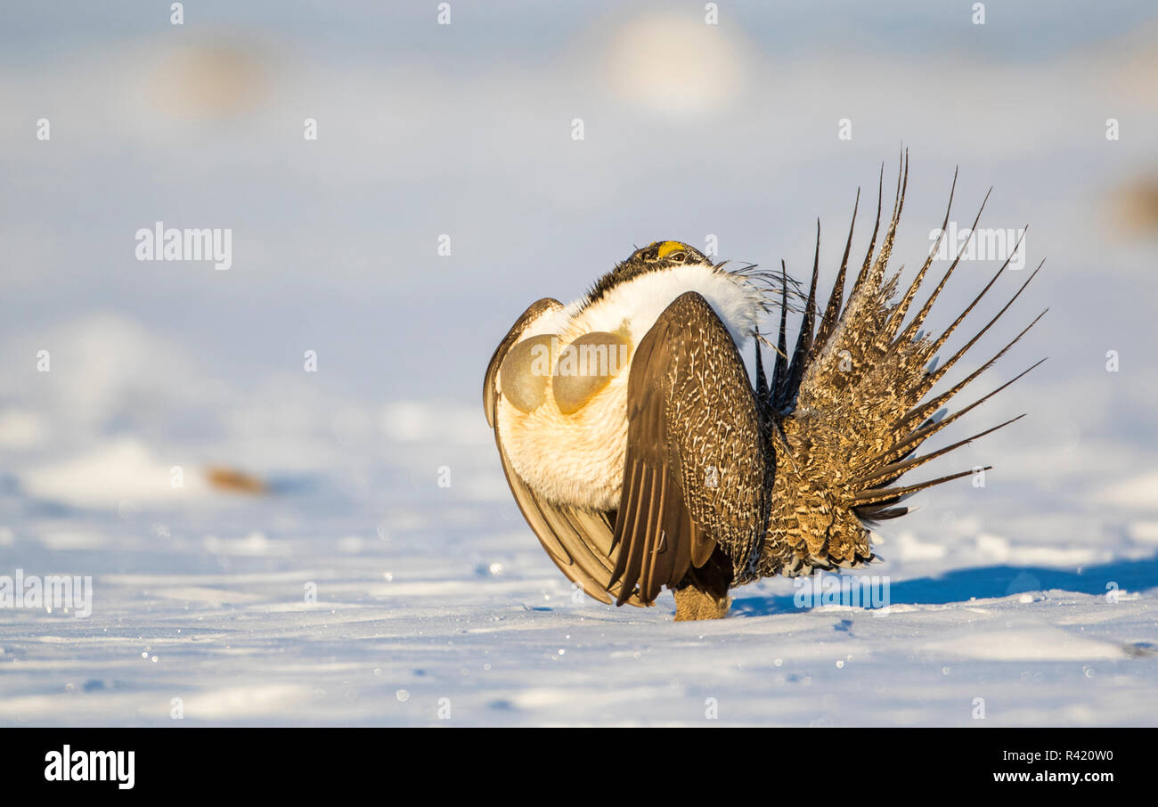 Stati Uniti d'America, Sublette County, Wyoming. Maggiore maschio Sage Grouse è catturato facendo il suo corteggiamento su un lek su un snowpack. Foto Stock