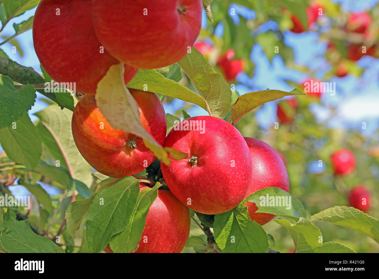 Rosso brillante mele sulla struttura ad albero nel mese di ottobre Foto Stock