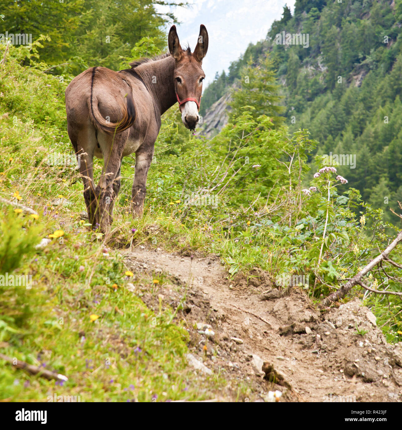 Asino su Alpi Italiane Foto Stock