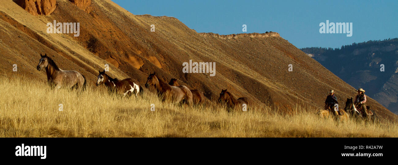 Stati Uniti d'America, Wyoming, Shell, il nascondiglio Ranch, gli allevatori di cavalli di guida attraverso le colline (MR, PR) Foto Stock