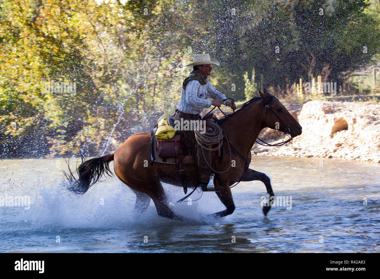 Stati Uniti d'America, Wyoming, Shell, il nascondiglio Ranch, cowboy a cavallo attraverso il fiume (MR, PR) Foto Stock