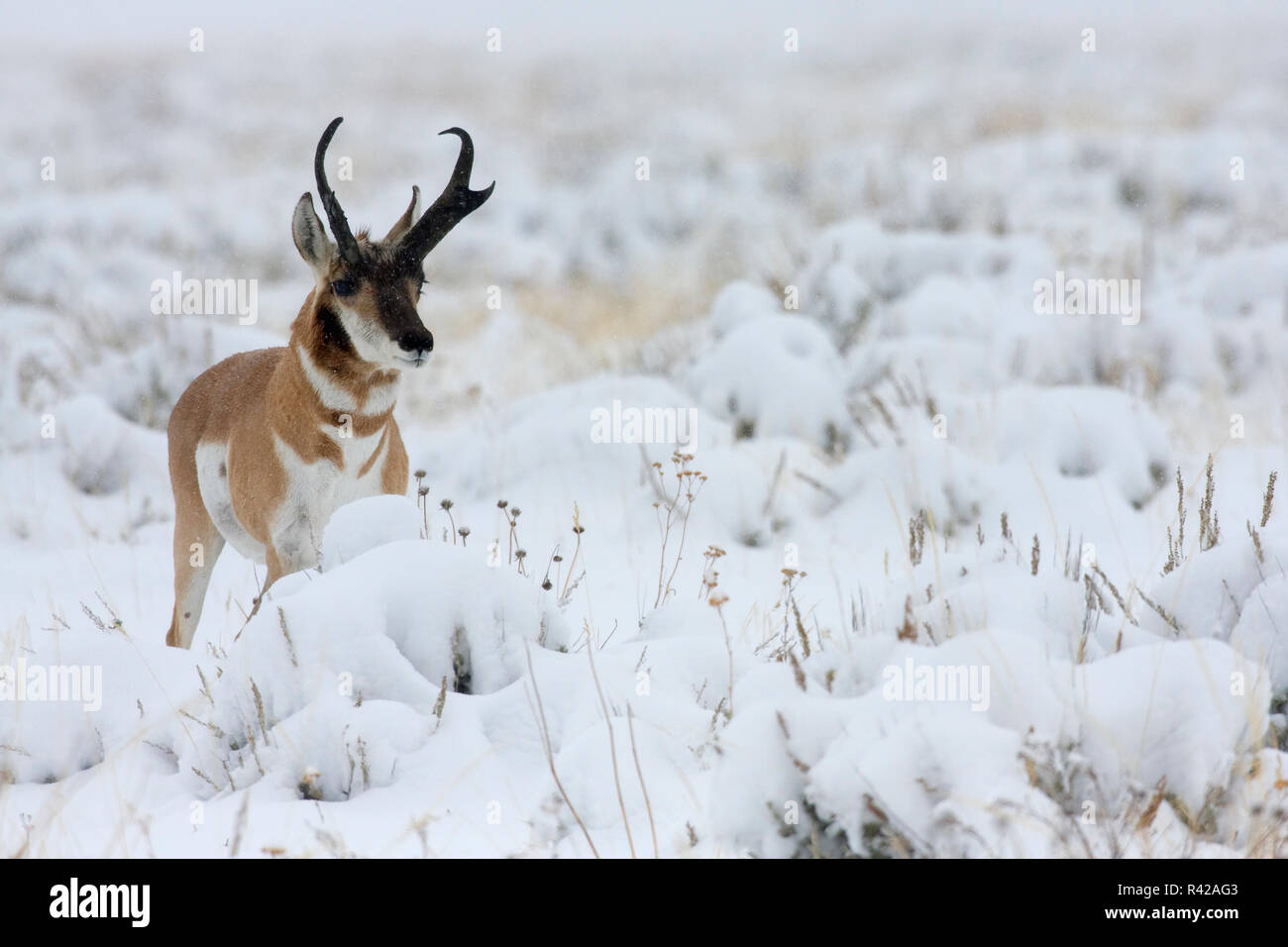 Pronghorn antelope buck, tempesta di neve Foto Stock