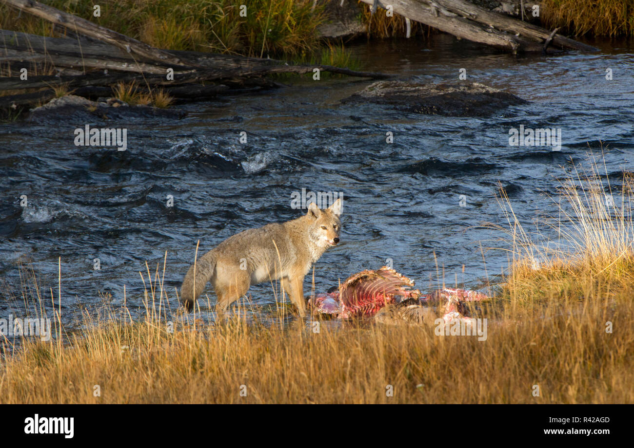 Parco Nazionale di Yellowstone, Wyoming negli Stati Uniti. Coyote in piedi di fronte a un morto elk carcassa. Foto Stock