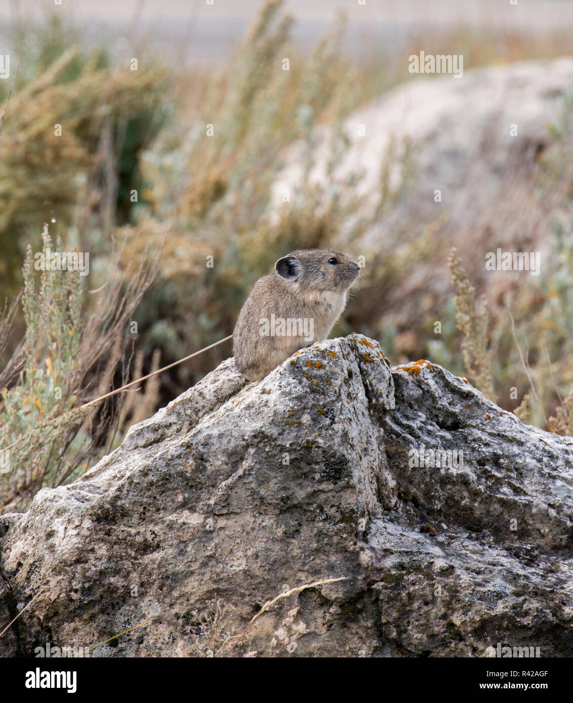 Parco Nazionale di Yellowstone, Wyoming negli Stati Uniti. Un pica (Ochotona princeps) si affaccia da una roccia che affiora in superficie. Foto Stock