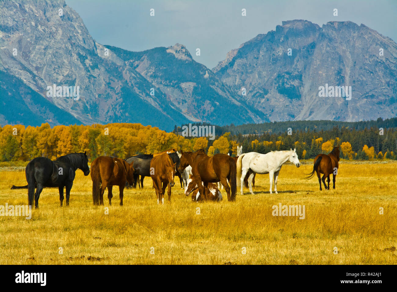 Cavalli nel prato, Elk Ranch appartamenti, Grand Teton National Park, Wyoming usa Foto Stock