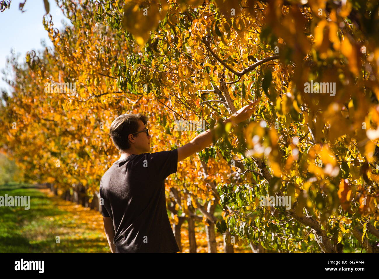 Un ragazzo lavora in un frutteto, raccogliendo frutta durante la caduta. Foto Stock