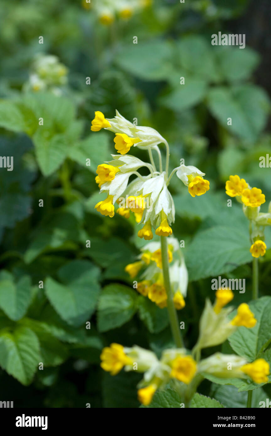 Schluesselblume Primula veris Foto Stock