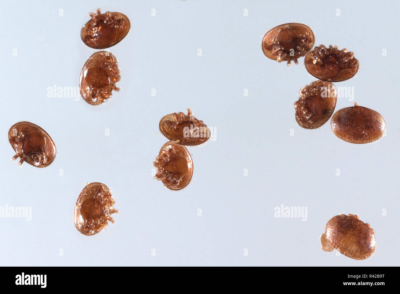 Varroamilbe, Varroa destructor, Foto Stock