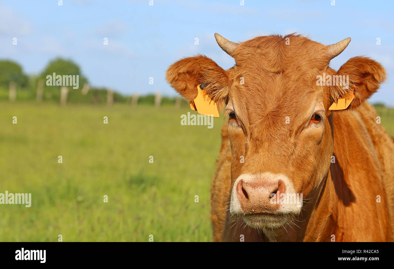 Breton carni bovine in primo piano Foto Stock
