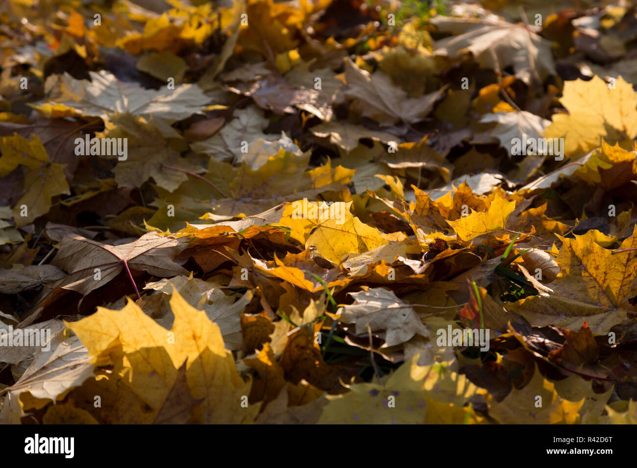 Giallo fogliame di autunno Foto Stock