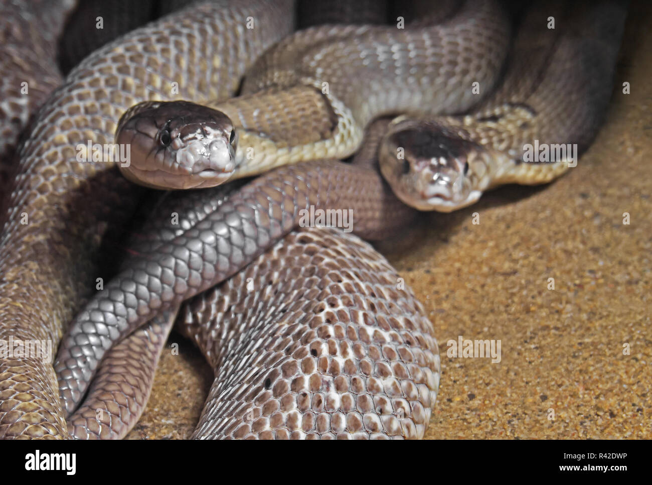 Closeup Dual Monocled Cobra su Sfondo sabbia Foto Stock