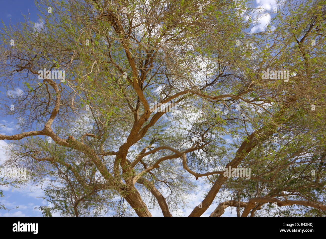 Albero della Vita (prosopsis cineraria), il Regno del Bahrein Foto Stock