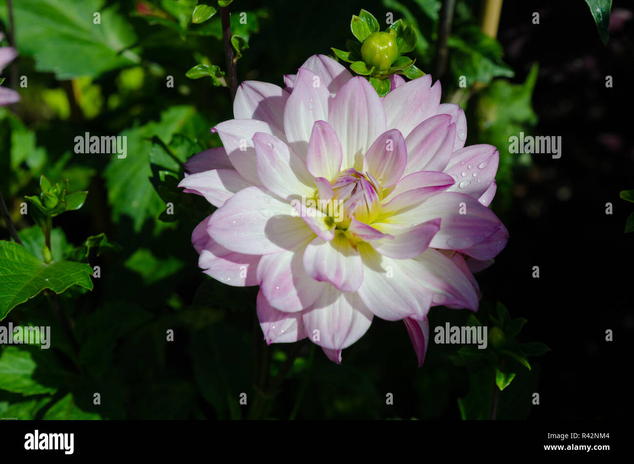 Dahlia oriental dream Foto Stock