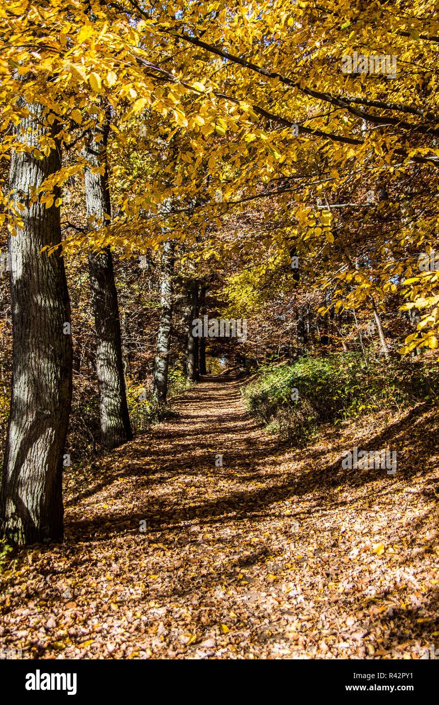 Autunno foresta con alberi decidui Foto Stock