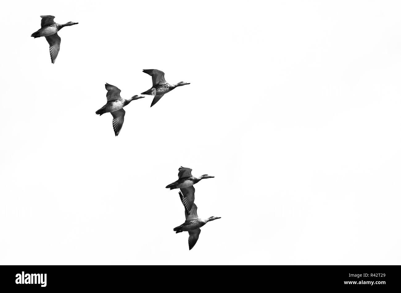 Stormo di oche in volo su sfondo bianco Foto Stock